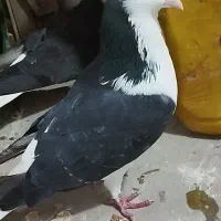 کفتر رفته برنگشته جوجه ریز داره