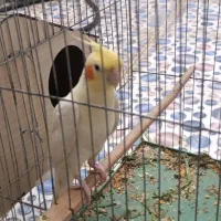 عروس هلندی نر