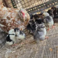 مرغ و جوجه