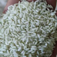 برنج عنبر بو محلی معطر و بصورت سورتینگ شده