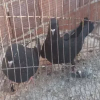 کلاغ|پرنده|رفسنجان, |دیوار