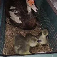 جوجه قوغاز