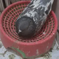 کفتر