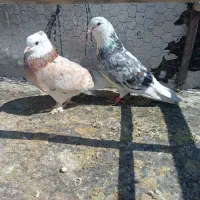 کبوتر شازده هما سرور