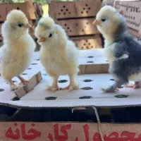 جوجه