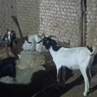 بز