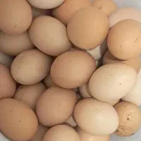 تخم مرغ محلی