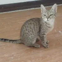 گربه مناسب اپارتمان