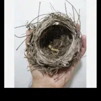 قناری وسهره خاکی وقفس