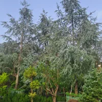 سدروس آتلانتیک