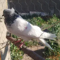سه تا ماده و یدونه نر