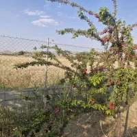 فروش باغ پیش تالار سارینا