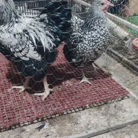 تخم نطفه دار و جوجه ویاندوت سیلور