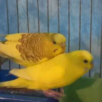 مرغ عشق
