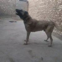 ۳ تا نر