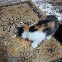 گربه کوچولو