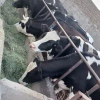 ۲۰راس گاوشیری صنعتی