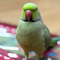 طوطی ملنگو‌ گمشده مژدگانی ۴۰ میلیون