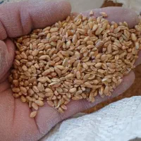 گندم تازه