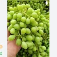 غوره عسگر عالی مقدار زیاد