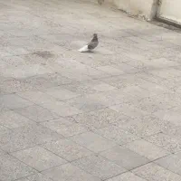 کبوتر