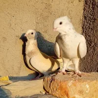 کفتر بلژیکی