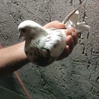 تعدادی کبوتر