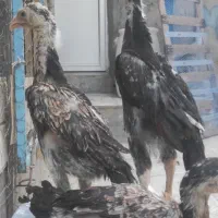 نیمچه اوشامو اصل آلمانی