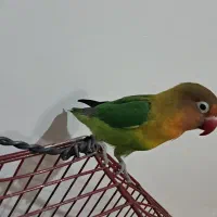 پرنده طوطی کوتوله آگهی بخونید