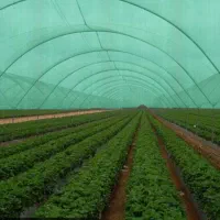 پلاستیک فروشی گلخونه