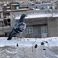 پلاکی بازان برای عضویت پی