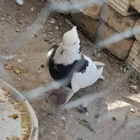 کفتر طوقی . کبوتر