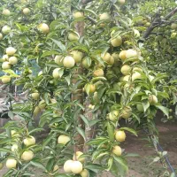 تک واحدی  170 سه خواب