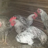 خروس ۶ ماهه و یکساله