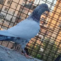 کفتر پاکستانی|پرنده|تهران, شهرک ابوذر|دیوار