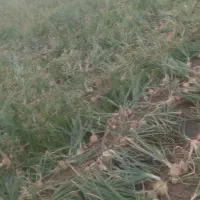 پیازاماده برداش بذرویکیما