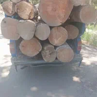 خرید چوب و ضایعات چوب (درخت بری) وهرس