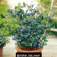 نهال|خدمات باغبانی و درختکاری|همدان, |دیوار