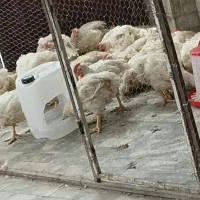 مرغ گوشتی زنده و مرغ تخمی