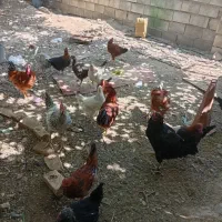 تعداد ۲۰عدد خروس مرغ فروشی