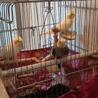 عروس هلندی