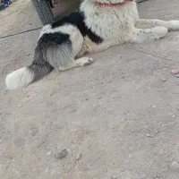 سگ گعلی بفروش میرسد