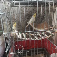 فروش نر ماده لوتینو بشرط