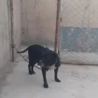 پیتبول ماده