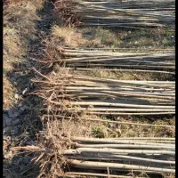 فروش ویژه نهال صنوبر رشد سریع مقاوم و مناسب|خدمات باغبانی و درختکاری|رشت, منظریه|دیوار