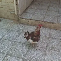 دو خروس جوان