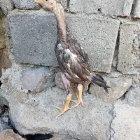 اوشامو