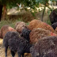 گوسفند کوهی آذربایجان