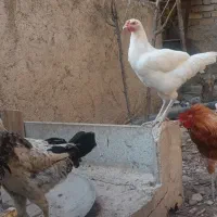 فروش مرغ و خروس اصیل ۵ ماهه