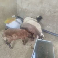 چهار عدد بره دو نر و دو ماده